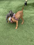 Frolicking Furry Friends