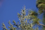 Frosted Pine and Fir Against Clear Blue Sky