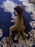 Cozy Pup on a Linen Rug