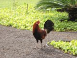 Rooster in Paradise