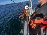 Lobster Catcher