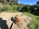 A Canine's Stroll Through Golden Gate Park