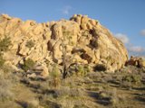 Majestic Views of Joshua Tree National Park