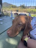 Resting Vizsla