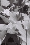 Elegant Lotus Blooms