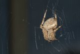 Garden Spider on its Web
