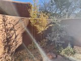 Sunlit Conifer Tree in Santa Fe