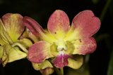 Vibrant Orchid in Full Bloom