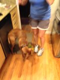 Kitchen Companion