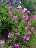 A Garden of Purple Geraniums and White Daisies