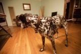 Canine Elegance on Hardwood Flooring