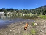 Canine Paradise