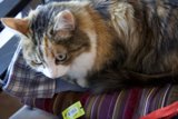 Purrfect Christmas Sitting