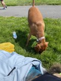 Happy Dog Enjoying the Park