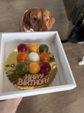 A Pup's Temptation