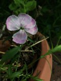 Beauty in a Pot