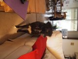 Paws on the Couch