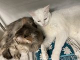 Feline Friends Unite