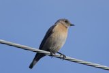 Perched Beauty: A Serene Encounter