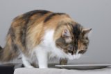 Plate-Licking Feline