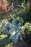 Tranquility in Thistlewyck Garden