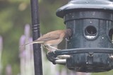 Dark-Eyed Junco Feeding at Garden Bird Feeder