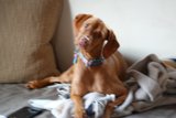 Lazy Pup on Cozy Couch