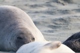 Elephant Seal Pup Resting at Drakes Beach