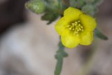 Radiant Yellow Geranium