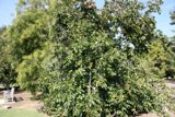 Majestic Tree with Abundant Foliage