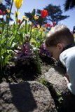 Blossoming Curiosity: A Child's Fascination with Nature