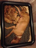 Nap Time with the Puppies