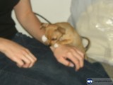 Cute Beagle Puppy Held by Person in Jeans