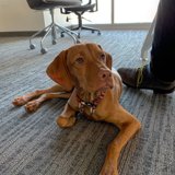 Office Companion