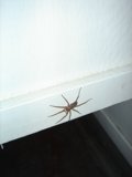 Creepy Crawler on the Wall