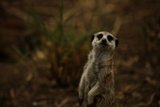 The Alert Meerkat Guard