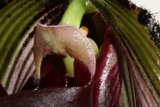 Close-Up of a Vibrant Flower Stem