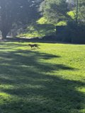 Free as a Pup in the Park