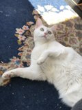 Feline Relaxation on Blue Rug