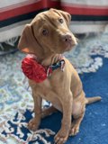 Flower Pet