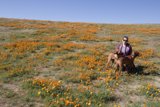 Fields of Sunshine