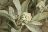 Desert Plant in Bloom