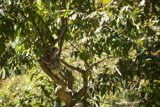 A Day with the Koala at SF Zoo, 2023