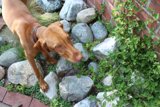 Vizsla on the Slate Rock