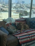 Furry Friends on the Couch