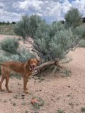 Canine Companion in the Countryside