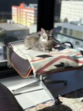 Cozy Feline on a Chair in Front of the Window