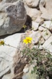 Sunny Daisy in Rock Wall