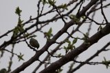 Spring Perch