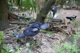 The Majestic Long-tailed Bird of Disneyworld Animal Kingdom